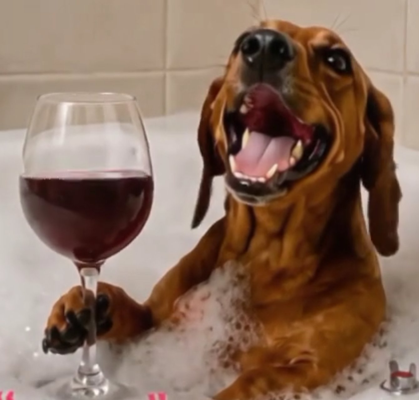 A happy dog in a bubble bath holding a glass of wine